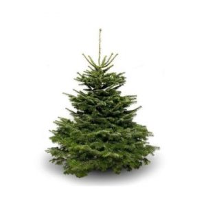 Christmas Trees